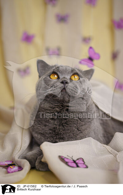 Britisch Kurzhaar / British Shorthair / JP-01562