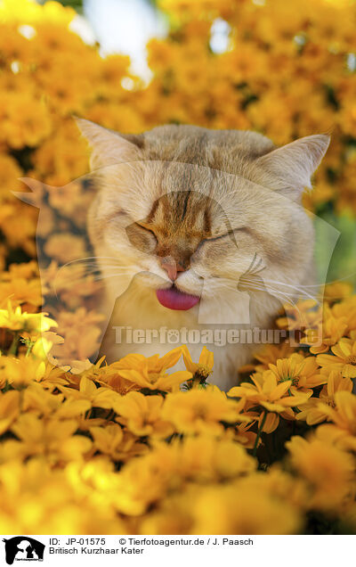 Britisch Kurzhaar Kater / British Shorthair tomcat / JP-01575