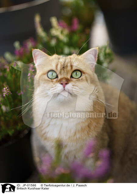 Britisch Kurzhaar Kater / British Shorthair tomcat / JP-01586