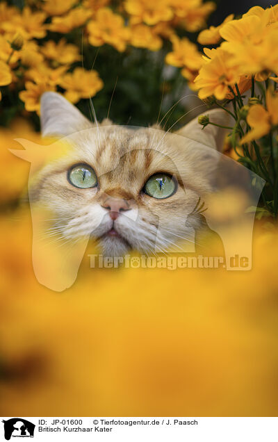Britisch Kurzhaar Kater / British Shorthair tomcat / JP-01600