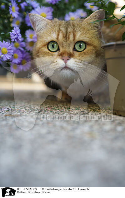 Britisch Kurzhaar Kater / British Shorthair tomcat / JP-01609