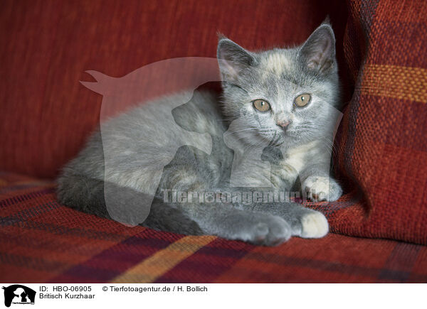 Britisch Kurzhaar / British Shorthair / HBO-06905