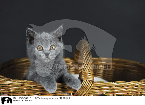 Britisch Kurzhaar / British Shorthair / HBO-06915