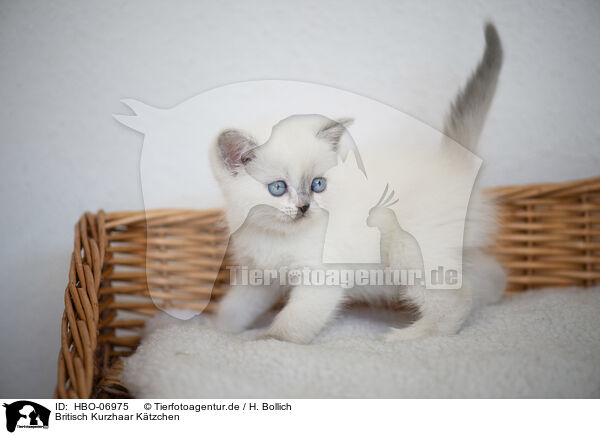 Britisch Kurzhaar Ktzchen / British Shorthair kitten / HBO-06975