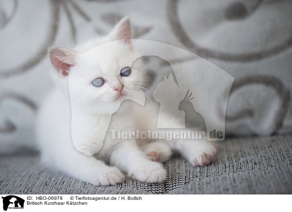 Britisch Kurzhaar Ktzchen / British Shorthair kitten / HBO-06978