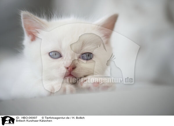 Britisch Kurzhaar Ktzchen / British Shorthair kitten / HBO-06997