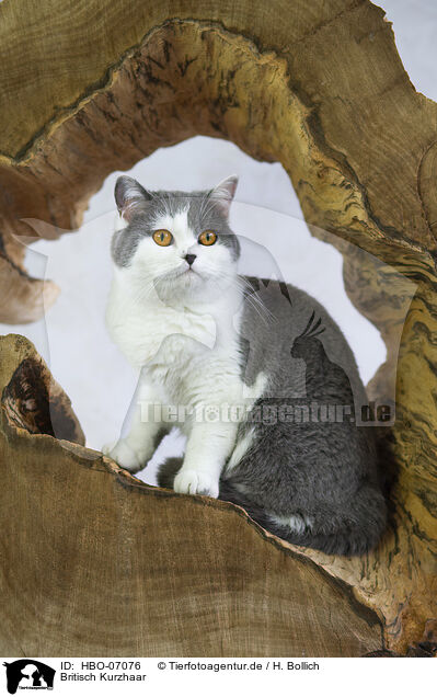 Britisch Kurzhaar / British Shorthair / HBO-07076