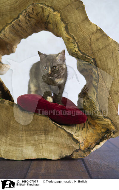 Britisch Kurzhaar / British Shorthair / HBO-07077