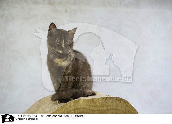 Britisch Kurzhaar / British Shorthair / HBO-07083