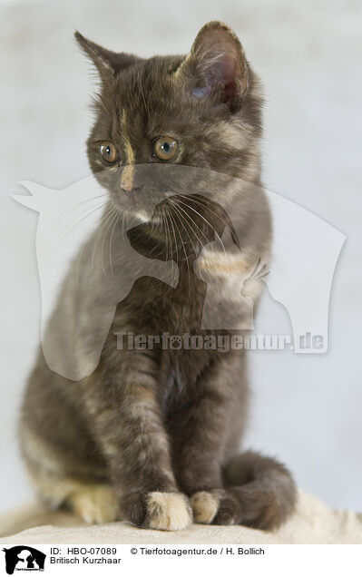 Britisch Kurzhaar / British Shorthair / HBO-07089