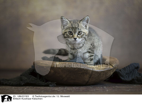 Britisch Kurzhaar Ktzchen / British shorthair kitten / UM-03183