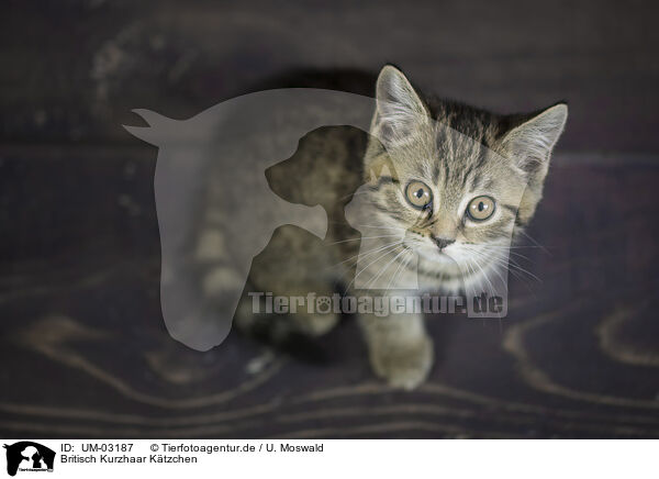 Britisch Kurzhaar Ktzchen / British shorthair kitten / UM-03187