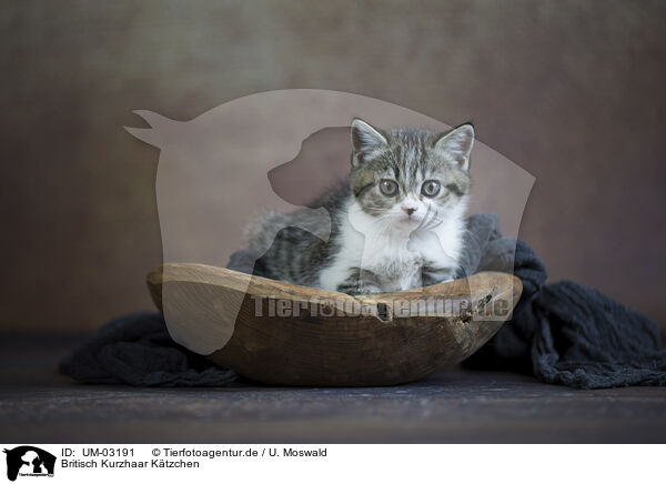Britisch Kurzhaar Ktzchen / British shorthair kitten / UM-03191
