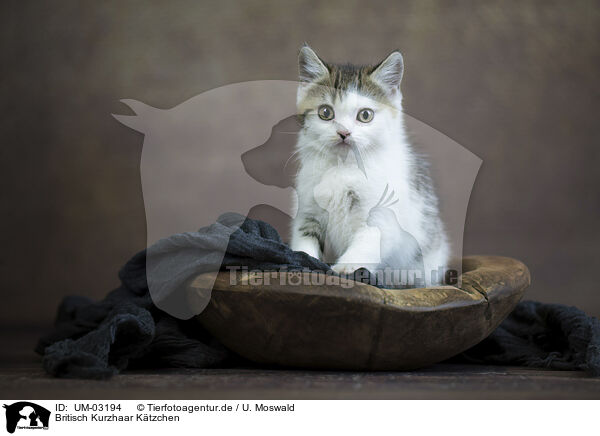 Britisch Kurzhaar Ktzchen / British shorthair kitten / UM-03194