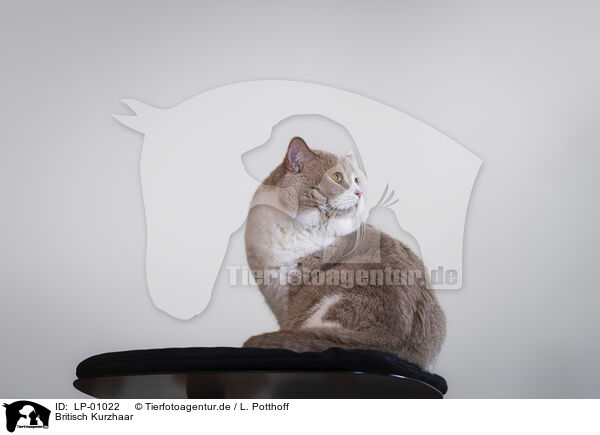 Britisch Kurzhaar / British Shorthair / LP-01022