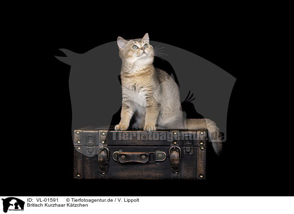 Britisch Kurzhaar Ktzchen / British shorthair kitten / VL-01591