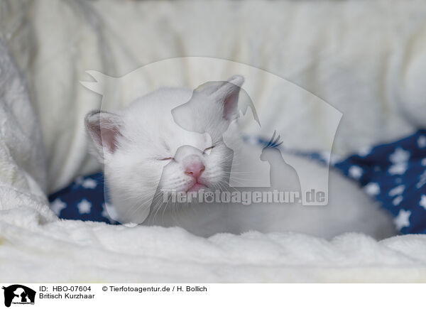 Britisch Kurzhaar / British shorthair / HBO-07604