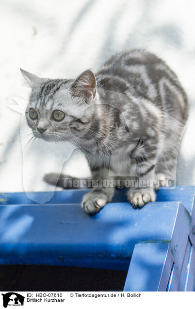 Britisch Kurzhaar / British shorthair / HBO-07610