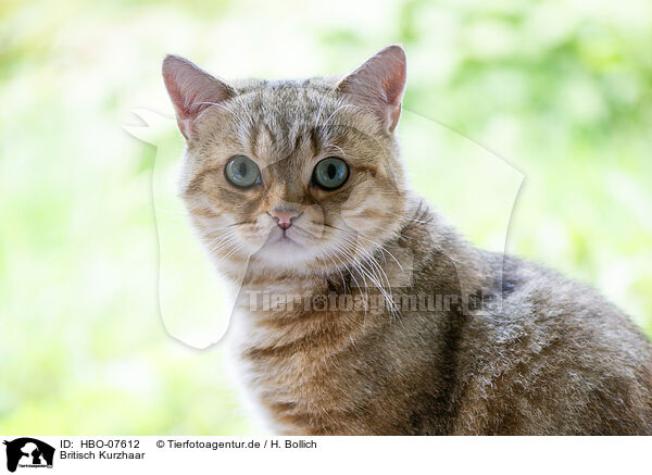 Britisch Kurzhaar / British shorthair / HBO-07612