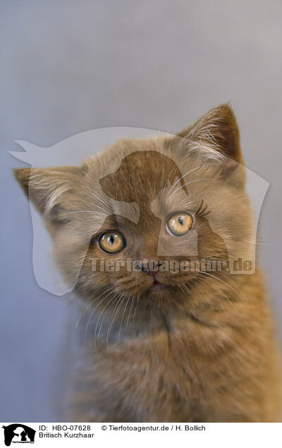 Britisch Kurzhaar / British shorthair / HBO-07628