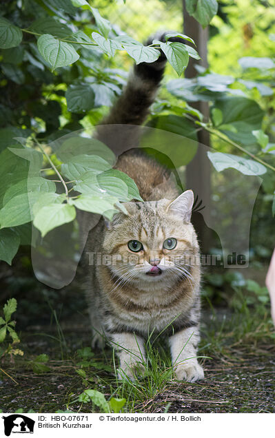 Britisch Kurzhaar / British shorthair / HBO-07671