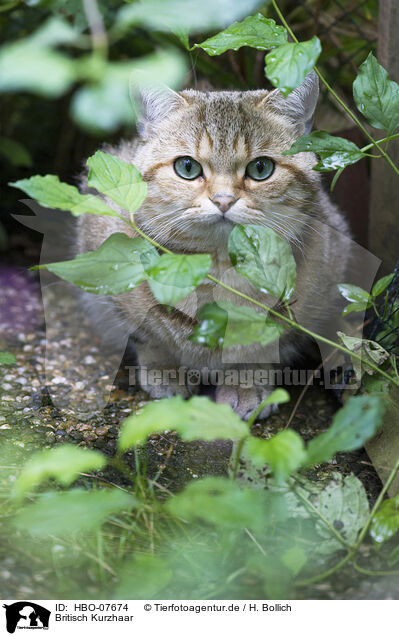 Britisch Kurzhaar / British shorthair / HBO-07674