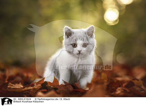 Britisch Kurzhaar K�tzchen / British shorthair kitten / SEK-01624