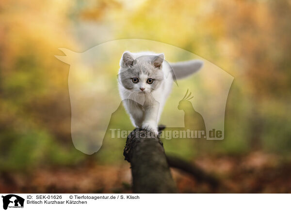 Britisch Kurzhaar K�tzchen / British shorthair kitten / SEK-01626