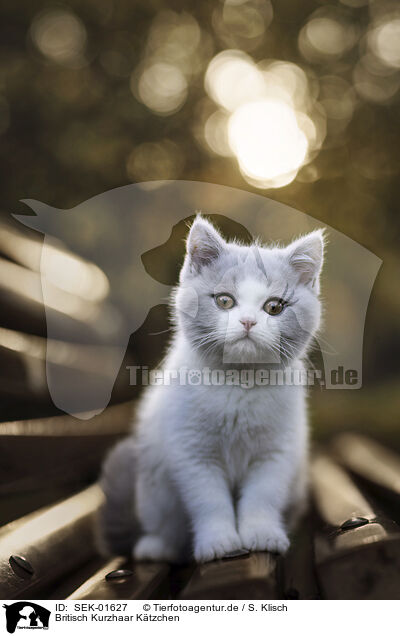Britisch Kurzhaar K�tzchen / British shorthair kitten / SEK-01627