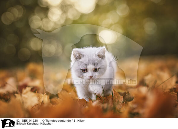 Britisch Kurzhaar K�tzchen / British shorthair kitten / SEK-01628