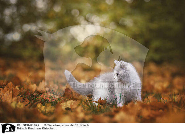 Britisch Kurzhaar K�tzchen / British shorthair kitten / SEK-01629