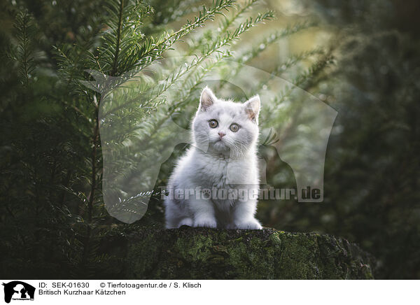 Britisch Kurzhaar K�tzchen / British shorthair kitten / SEK-01630