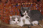 Scottish Fold & Britisch Kurzhaar