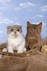 Scottish Fold & Britisch Kurzhaar