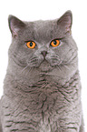 Britisch Kurzhaar Kater Portrait