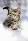 black-golden-tabby-classic Britisch Kurzhaar