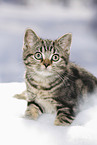 black-golden-tabby-classic Britisch Kurzhaar