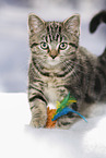 black-golden-tabby-classic Britisch Kurzhaar