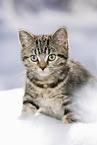 black-golden-tabby-classic Britisch Kurzhaar