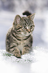 black-golden-tabby-classic Britisch Kurzhaar