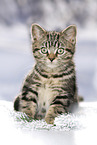 black-golden-tabby-classic Britisch Kurzhaar