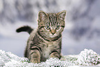 black-golden-tabby-classic Britisch Kurzhaar