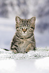 black-golden-tabby-classic Britisch Kurzhaar