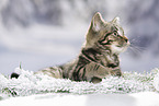 black-golden-tabby-classic Britisch Kurzhaar