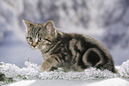 black-golden-tabby-classic Britisch Kurzhaar