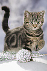 black-golden-tabby-classic Britisch Kurzhaar