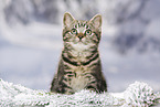 black-golden-tabby-classic Britisch Kurzhaar
