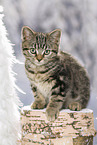 black-golden-tabby-classic Britisch Kurzhaar