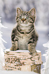 black-golden-tabby-classic Britisch Kurzhaar