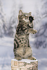 black-golden-tabby-classic Britisch Kurzhaar